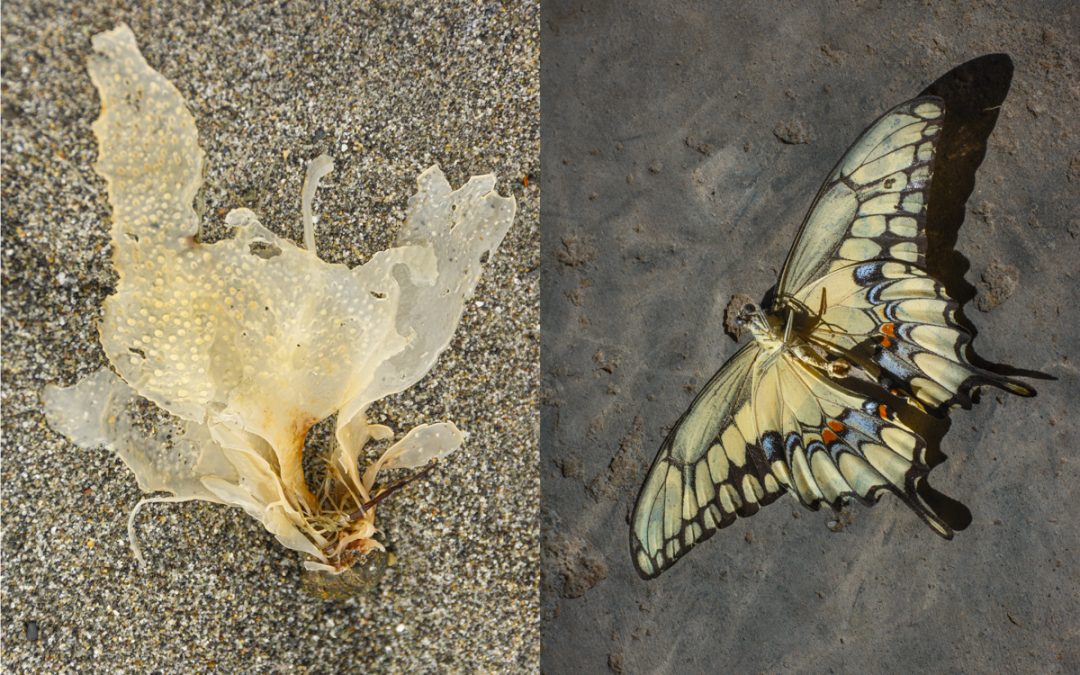 AZ Photo Forum: Members’ Exhibition Opening Reception