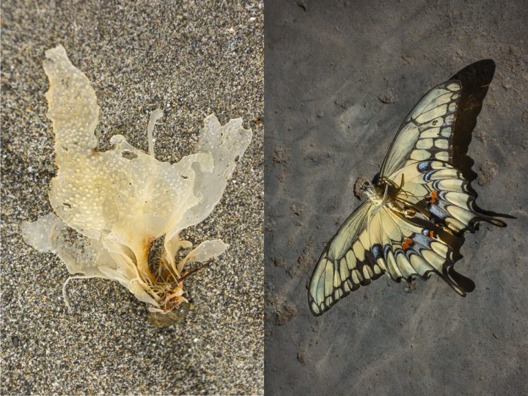 AZ Photo Forum: Members Exhibition Opening Reception